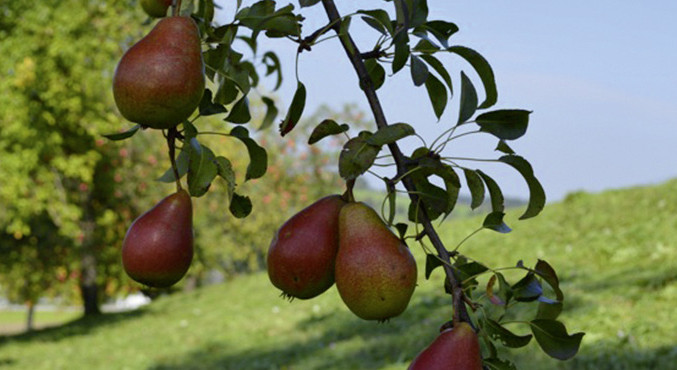 Mostcocktail Spitzbua