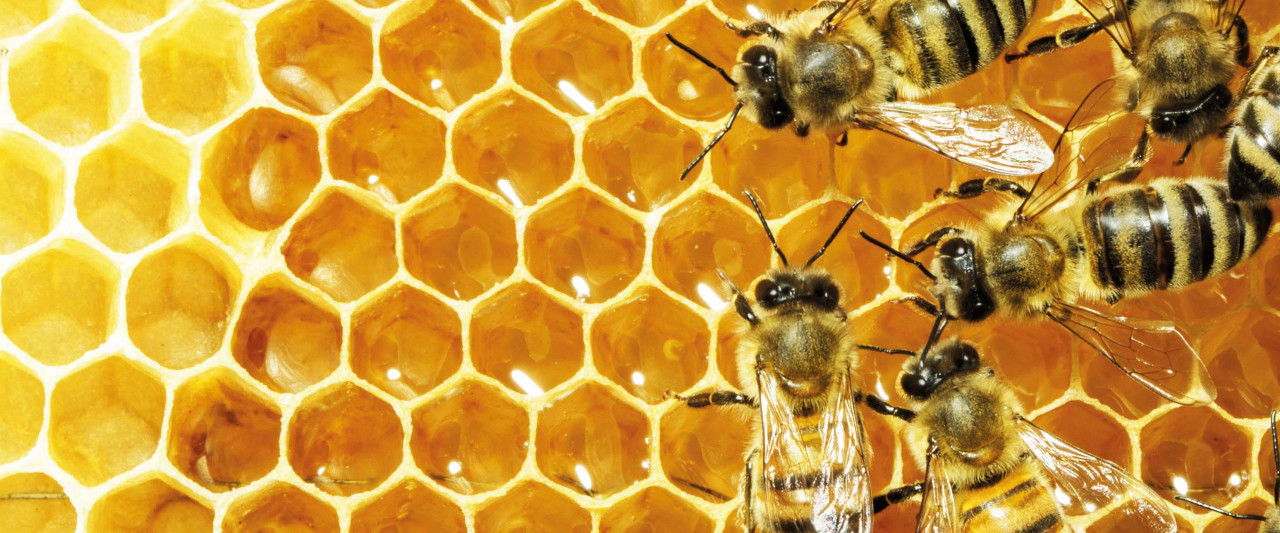 Die fleißigsten aus´m Dorf Bewohner!