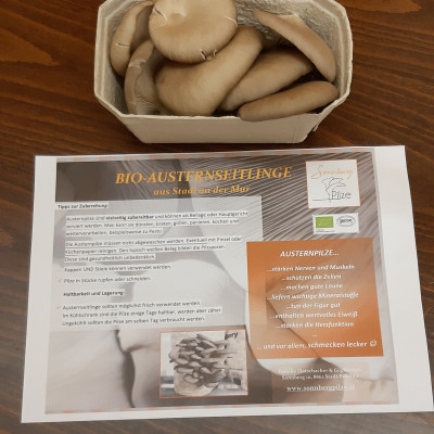 Austernseitlinge - Sonnbergpilze