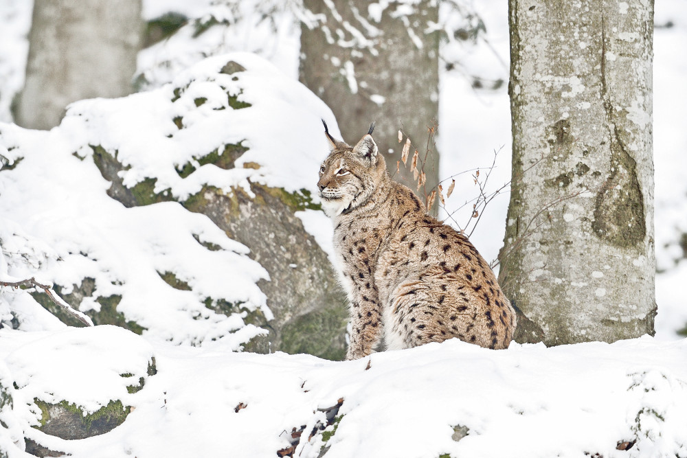 Luchs Sichtungen sind sehr selten